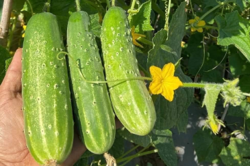 Bài thuốc trị bệnh từ dưa chuột
